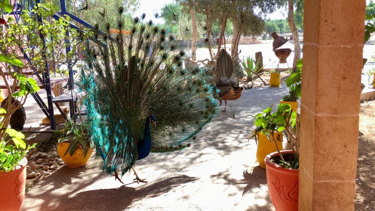 Camping & Hotel Le Calme Essaouira Exterior photo